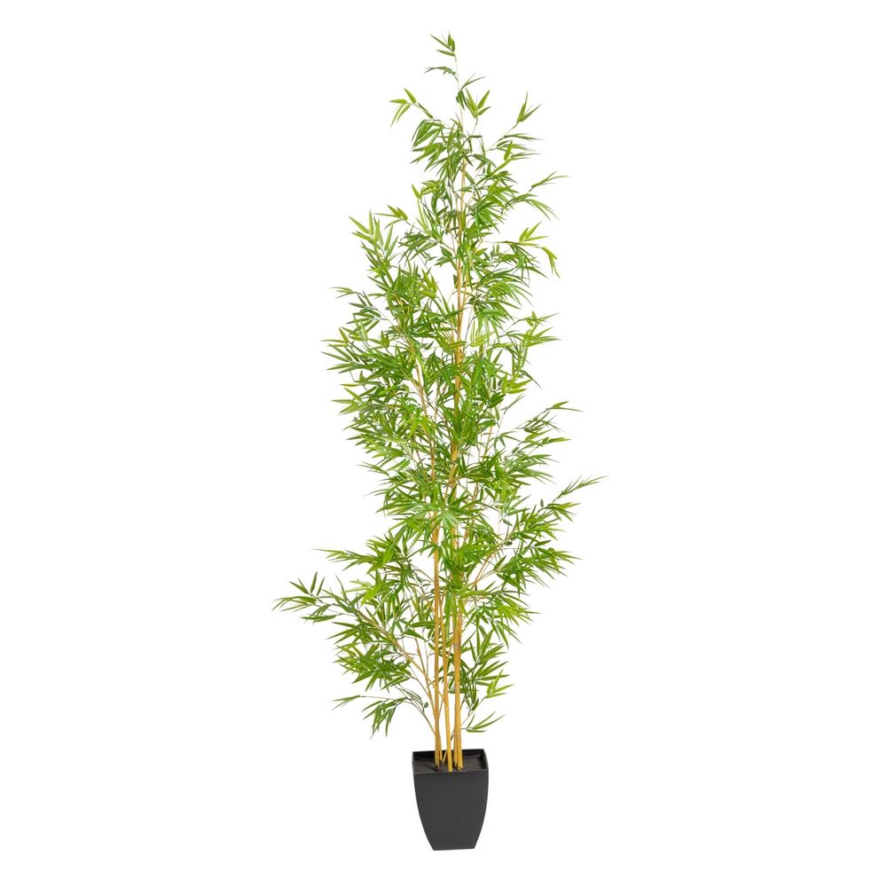 Planta bambú verde - 1501